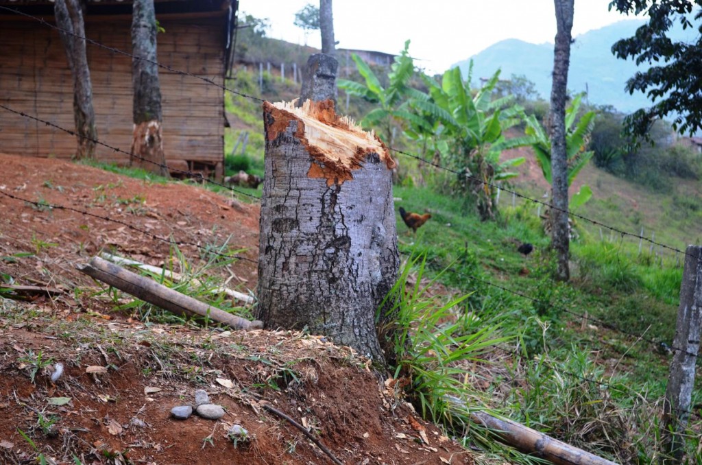Muchos árboles, sembrados para sostener las laderas, fueron talados pobre los defensores de la “Pacha Mama”.