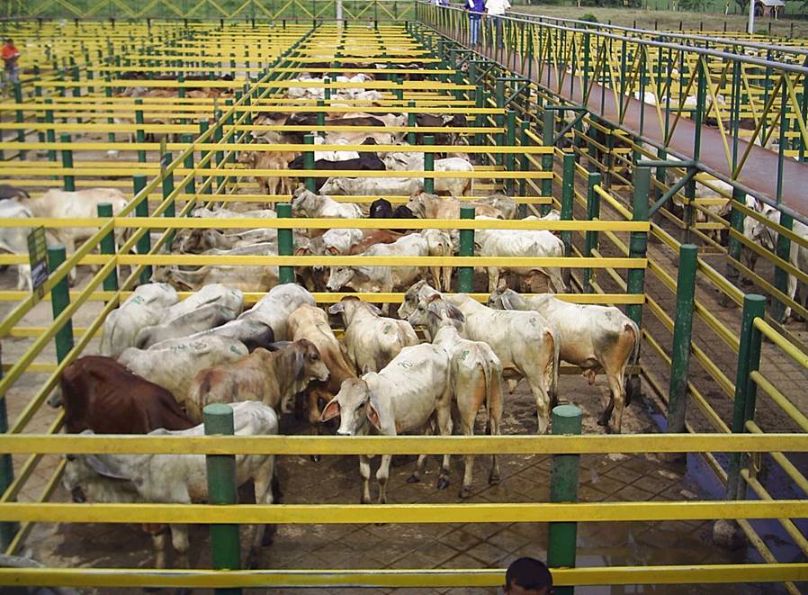 Se buscará mejorar la competitividad y productividad de los ganaderos, a través de la reducción del número de hectáreas usadas en ganadería extensiva y el incrementando en los indicadores de producción.