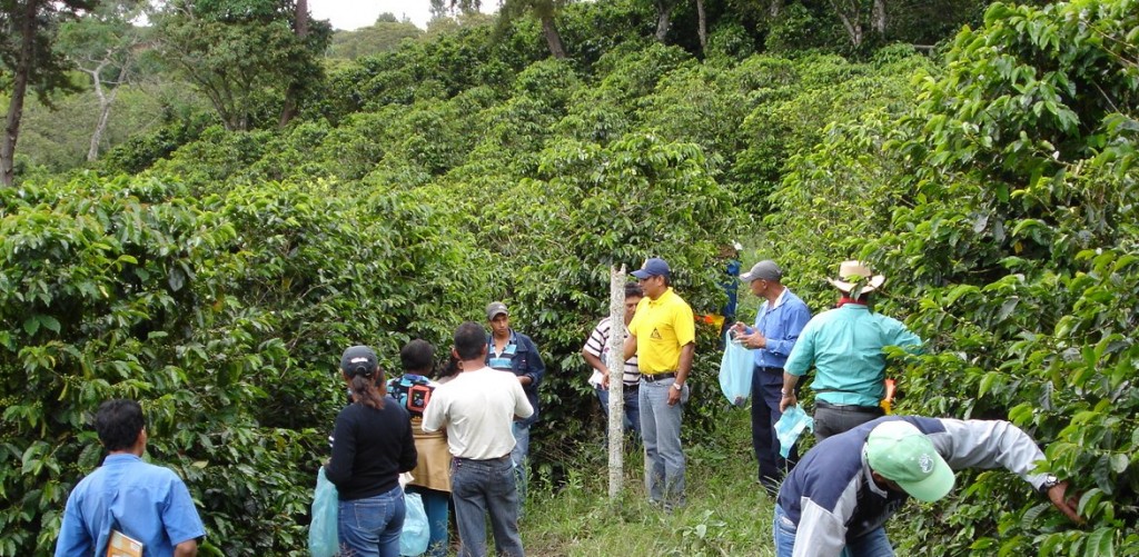 El objetivo es quelos cafeteros de los 600 municipios colombianos productores del grano accedan al programa de Protección del Ingreso Cafetero.