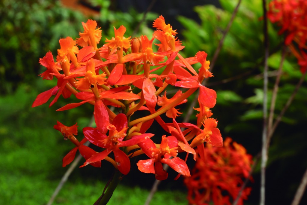 Epidendrumportokalium, nueva especie reportada porel vivero AngulOrquídeas, en febrero de 2014. Fue encontrada en Santa Rosa, Bota Caucana. 