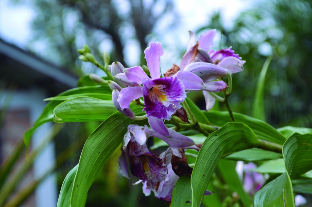 Especie Sobralia uribei, una de las 7.000 plantas, a las que De Angulo les ha creado su propio hábitat.