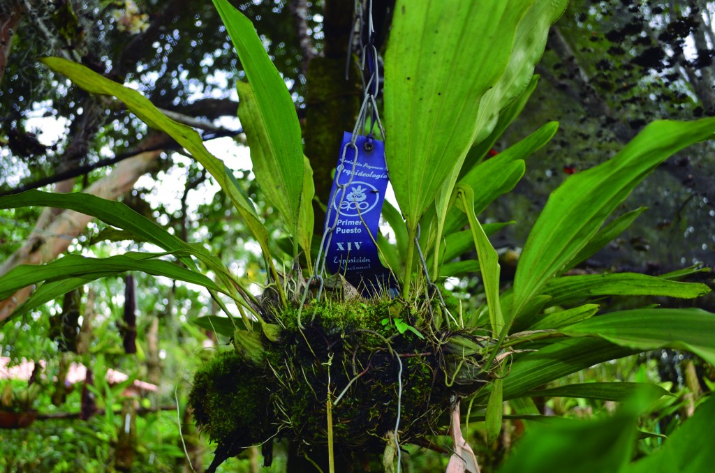 Stamhopea ascidencis, una de las orquídeas que obtuvo el primer puesto.