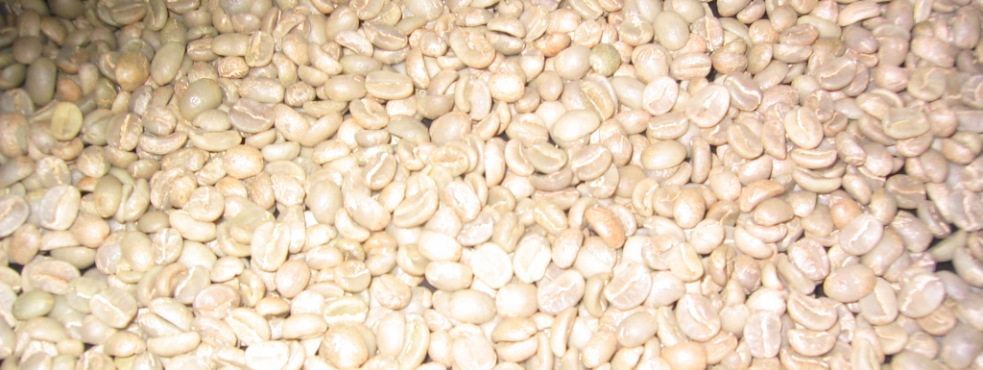 En el 2013 Caficauca compró 27’500.000 kilos de café, cifra histórica para la entidad, por valor de $120 mil millones.