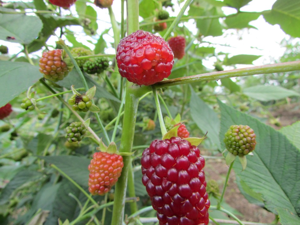 Con cultivos de mora se ha venido sustituyendo en municipios caucanos, la siembra de coca, por medio del programa de sustitución de cultivos ilícitos, que impulsa el plan “Espada de Honor II”, de la Tercera División del Ejército.