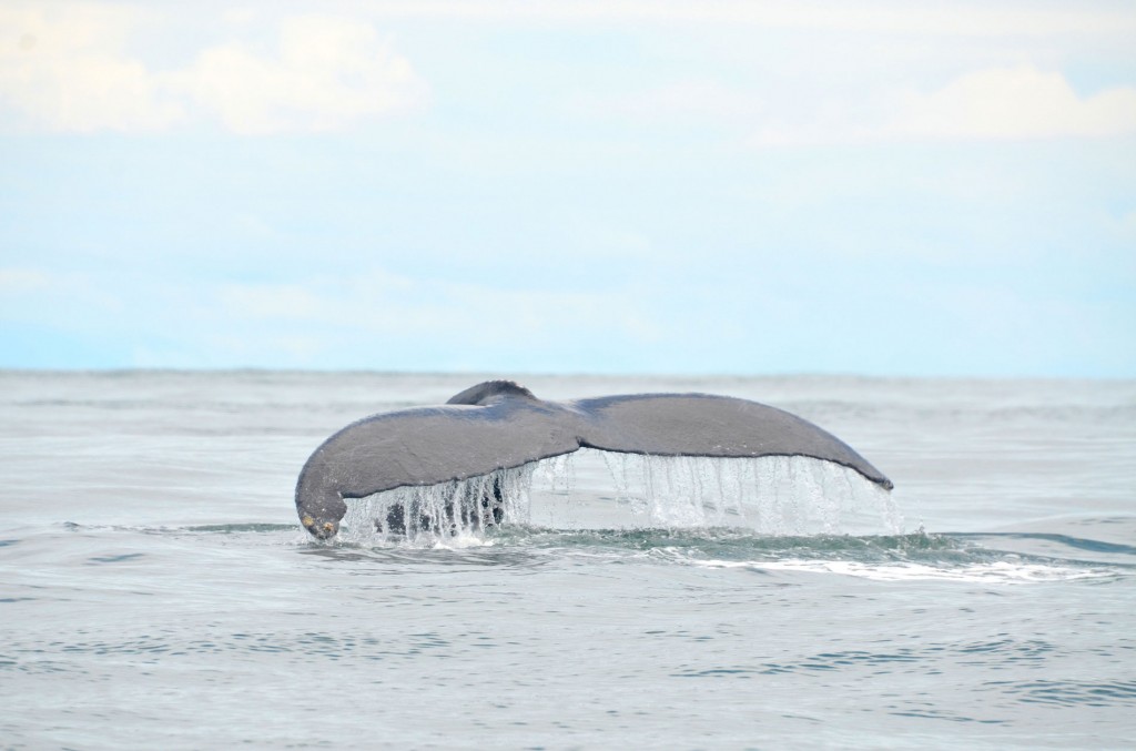 ballenas jorobadas