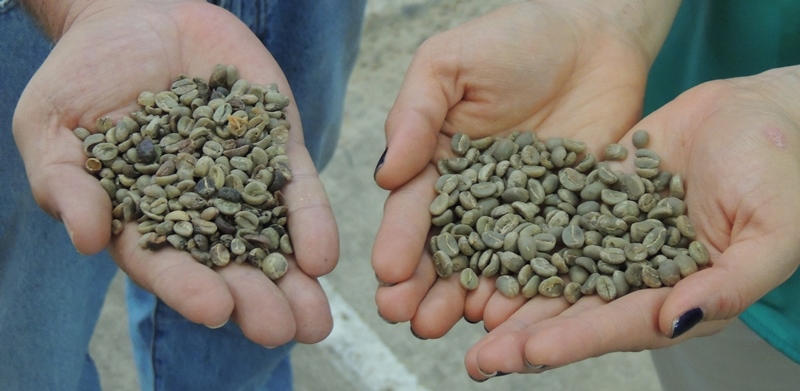 La nueva máquina selecciona de manera eficiente el grano. En la gráfica, a la izquierda una muestra el café pasilla y a la derecha café pergamino excelso de exportación.