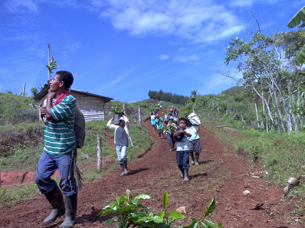 Indígenas que se separaron del CRIC y de la ACIN, se volvieron empresarios y sembraron para los jóvenes de su comunidad en Santander de Quilichao, varias hectáreas de café para que ellos continúen produciendo y se alejen de los cultivos ilícitos y de la manipulación de la dirigencia indígena. 