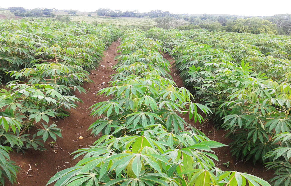 Para el norte del Cauca se aprobó un proyecto para la elaboración de almidones y harinas de yuca, por valor de $ 11.784 millones.