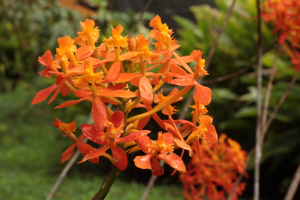 Foto 1 nueva variedad orquidea