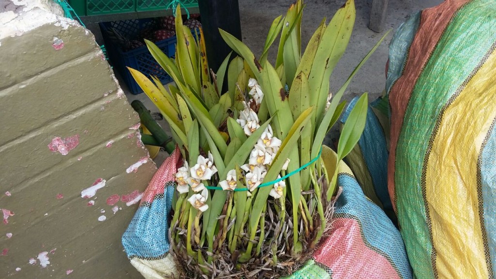 INCAUTACIÓN ORQUÍDEAS (5)