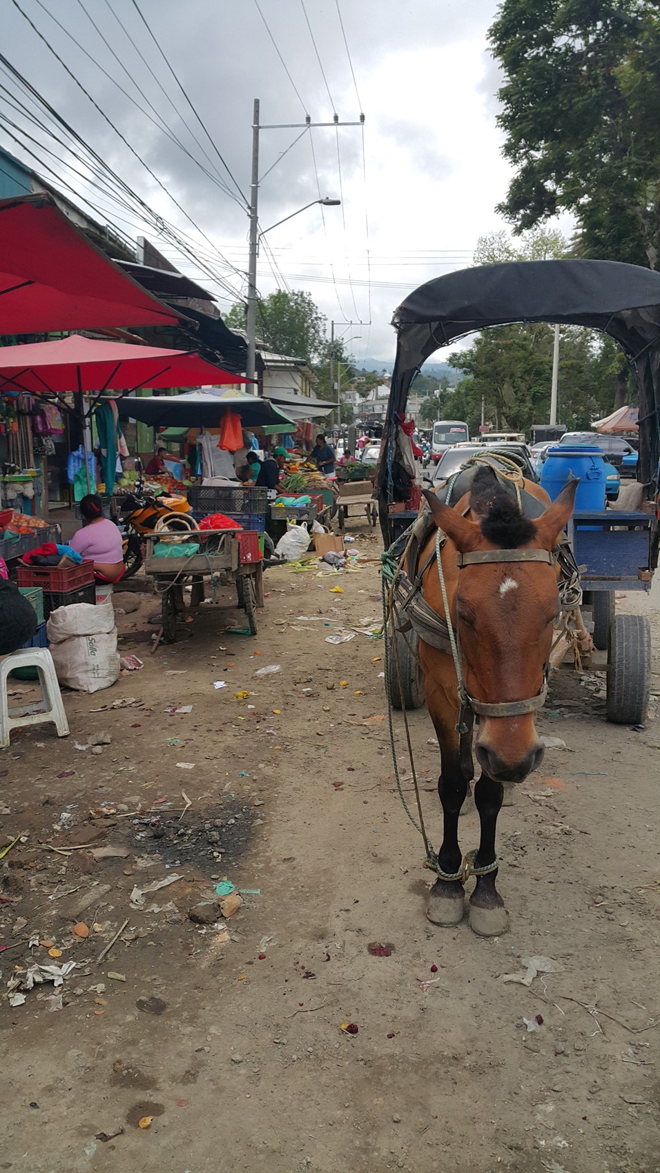 De este maltrato animal no se dice nada en Popayán. Escena deprimente. ¿En dónde estarán las secretarías de Salud y Gobierno, además de la administración de la galería?