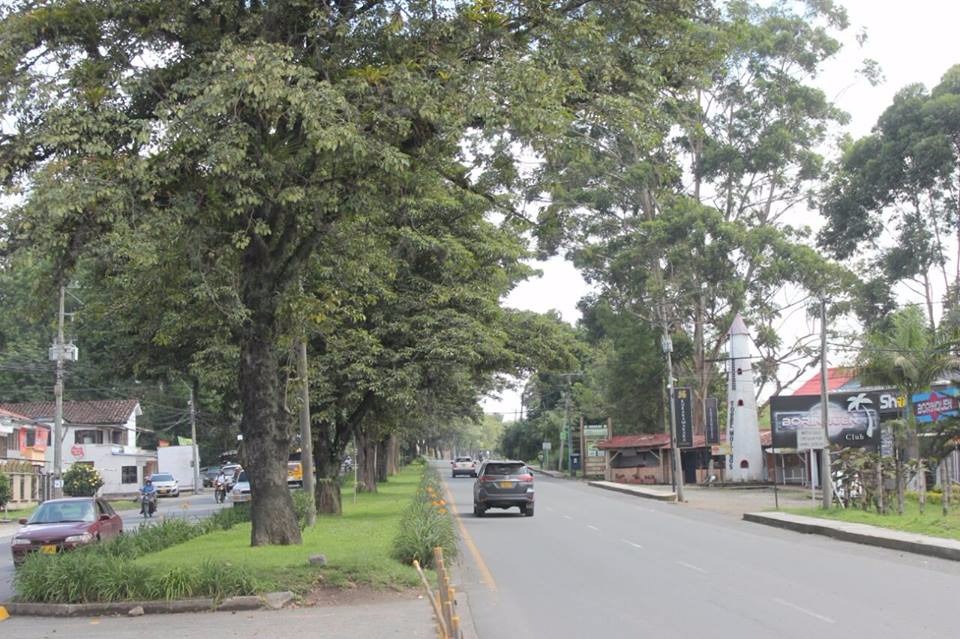 Siete árboles de la especie Guayacán Amarillo y Guayacán Lila, que se encuentran en riesgo inminente de volcamiento sobre la vía Panamericana, serán talados.