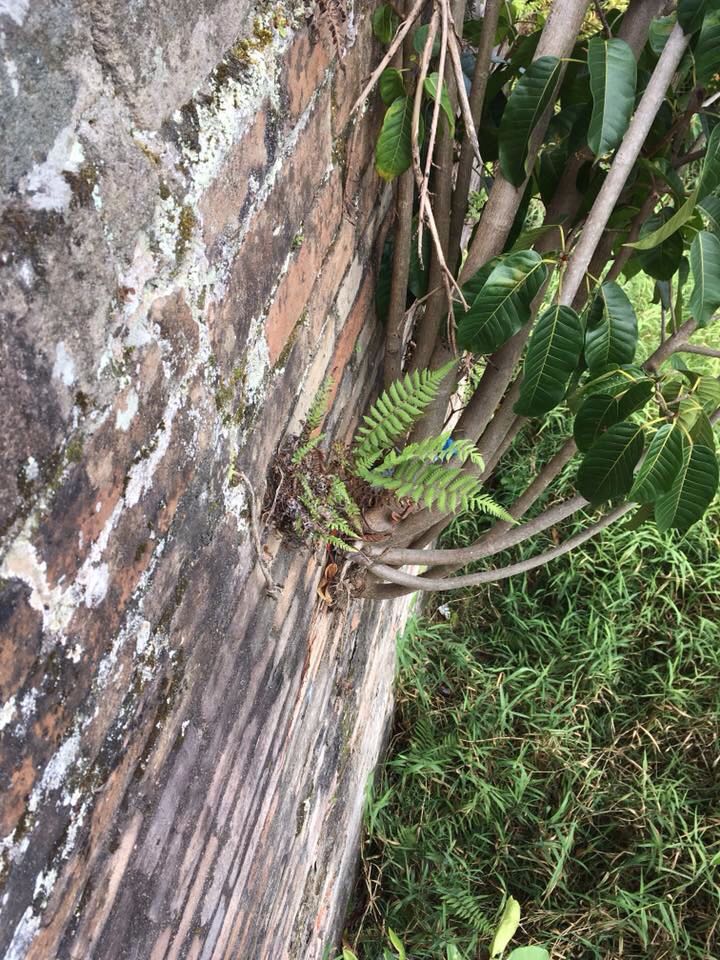 Sobre las paredes del antiguo Puente de Cauca, han crecido árboles, que debido a su peso están generando fuerzas laterales que lo pueden socavar.