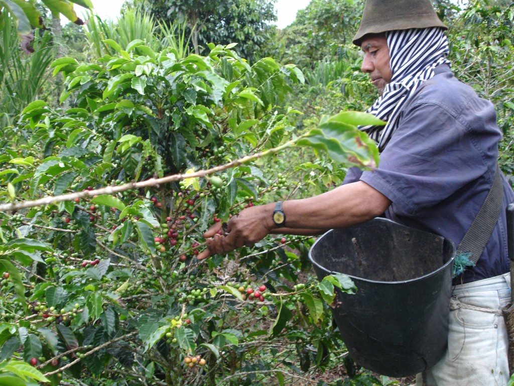 Cogiendo café