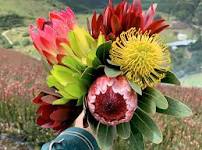 Colombia exportará flores de corte de Protea spp a Brasil - Periódico La Campana - Periódico La Campana