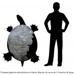 Giant turtle fossils 57 million years old were found in Socha, Boyacá – news