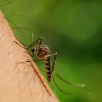 A brand new variant of dengue in Colombia may clarify the rise in instances based on a examine – information