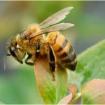 World Bee Day, necessary for human survival, celebrated with workshops and messages – information