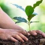 On his 111th birthday, Asómbrate gave 1000 trees to the municipality of La Sierra – news