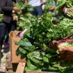 Join efforts to attain entry to wholesome diets in Latin America and the Caribbean, requires FAO – information