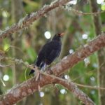 Prior to Global Big Day 2024, Popayán joins a simultaneous global bird watching day – news